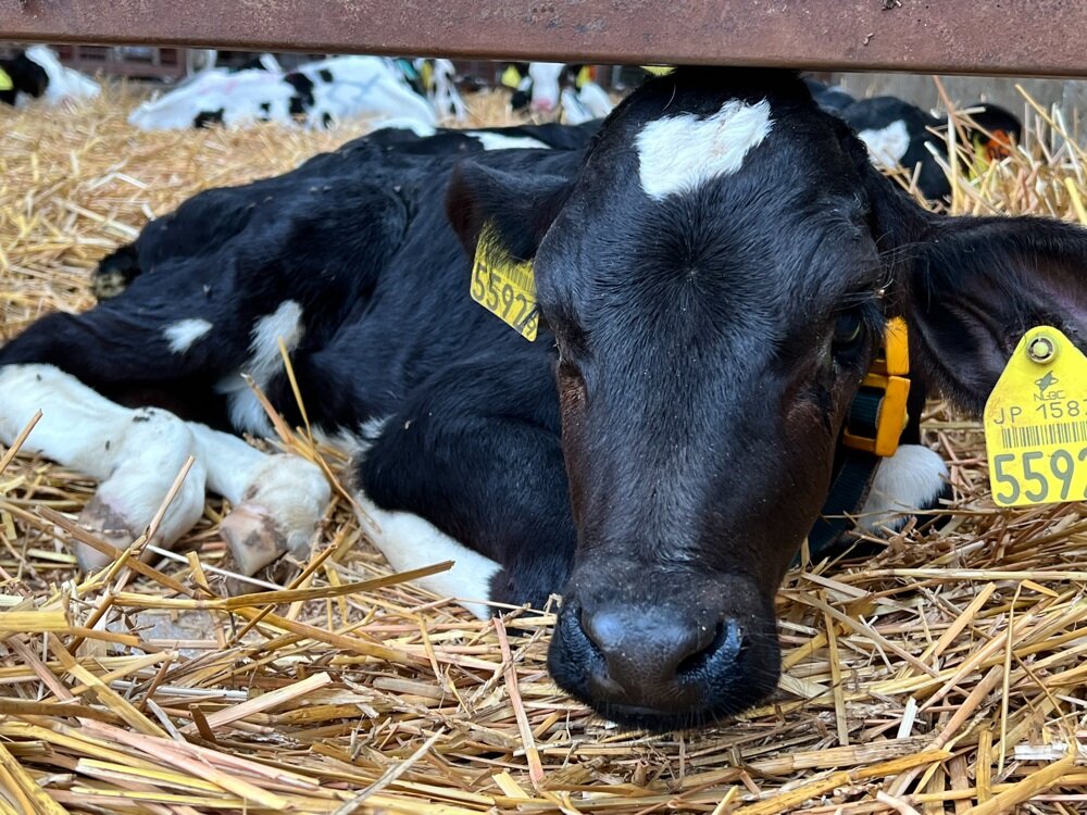 calf-omotefarm.jpg