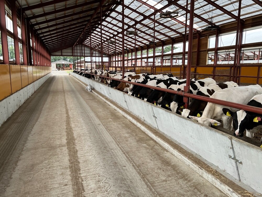 cowshed-omotefarm.jpg