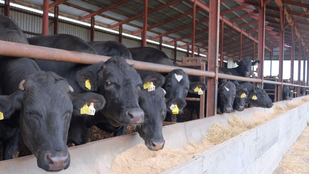 cowshed-sasakicattlemeat.JPG