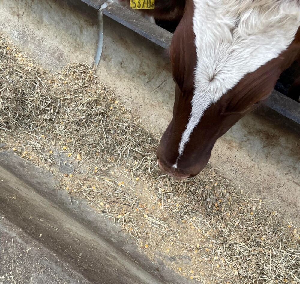 feed-omotefarm.jpg