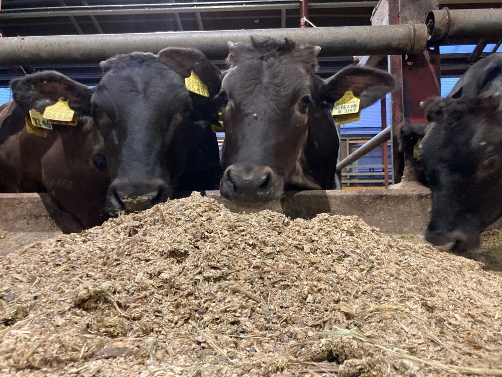 feedingcattle-minorifarm.jpg